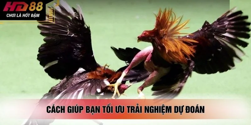 Cách giúp bạn tối ưu trải nghiệm dự đoán