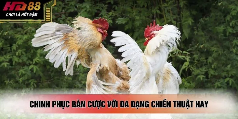 Chinh phục bàn cược với đa dạng chiến thuật hay