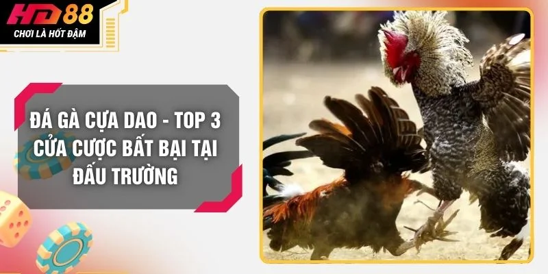 Đá Gà Cựa Dao - Top 3 Cửa Cược Bất Bại Tại Đấu Trường