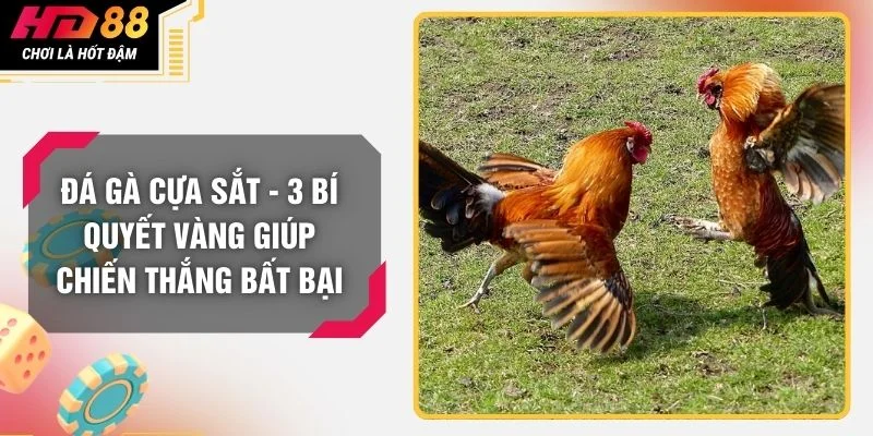 Đá Gà Cựa Sắt - 3 Bí Quyết Vàng Giúp Chiến Thắng Bất Bại