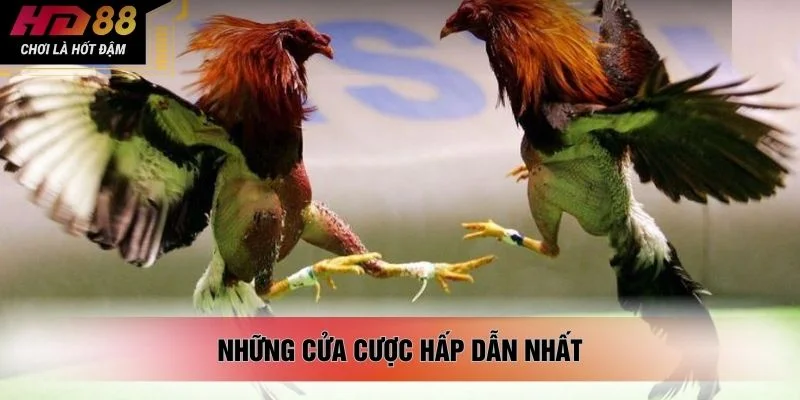 Những cửa cược hấp dẫn nhất