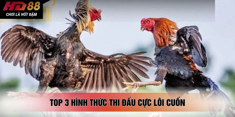 Top 3 hình thức thi đấu cực lôi cuốn
